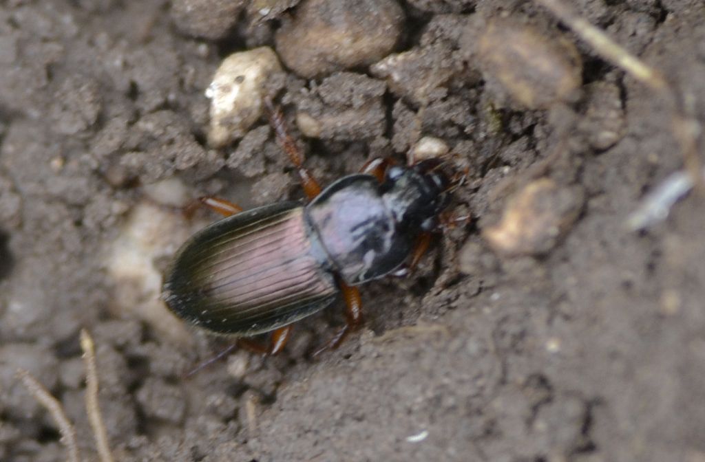 Harpalus sp., Carabidae